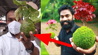 How to make Kokedama | പായൽ പന്തുകൾ ഒരു ജാപ്പനീസ് കലാവിരുതു 🔥🔥🔥