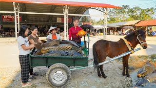 Use Horse Carriages To Harvesting Many Big Fish At Fish Pond - Farm Life | Tiểu Ca Daiily Life