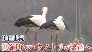 3年連続！今年も世羅町でコウノトリが繁殖へ　人工巣塔設置のほか新たな試みも