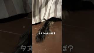 タヌキのしっぽ？#cat #ねこ #ねこのいる生活 #保護猫 #猫 #長毛猫 #毛玉 #サイベリアン #猫のいる暮らし #キジトラ #野良猫