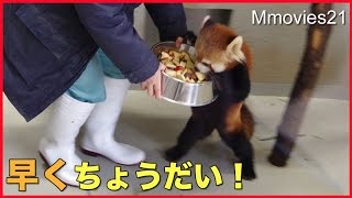 Red Pandas 新しい橋板設置　レッサーパンダの反応は？　ギンと円実