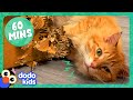 60 Minutes Of Animals Who Make Us LOL | 1 Hour Of Funny Animal Videos | Dodo Kids