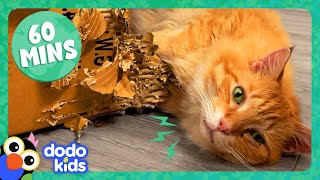 60 Minutes Of Animals Who Make Us LOL | 1 Hour Of Funny Animal s | Dodo Kids