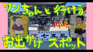 【犬とお出かけスポット】柴犬・ハスキーと行く休日！神奈川県　川崎大師！