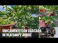 como tener miles de flores en tus limoneros usando Te de CÁSCARAS DE PLÁTANO