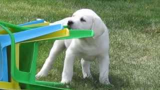 LOVABLE LABS OF CANADA- White English Labrador Puppy