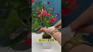 #绿植花卉 #养花小知识 养花加点它，花儿爆盆齐刷刷 #shorts