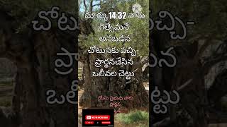 olive tree life 2200 ye.. place called Gethsemane,  ఈ తోటలో ఆలివ్ చెట్టు  వయస్సు 2200 ఇప్పుడు.