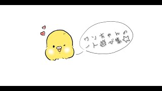 【セキセイインコインコ】　一人遊び集