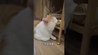 一个猫，他如果头大尾巴细，就会怎么样呢？ 记录猫咪日常 小猫陪你过个冬 谁能拒绝傻憨憨的小猫咪 动物的迷惑行为