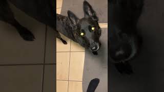 MY CUTE DOG LOVES CHICKEN LIVERS! 😊LUNA THE DUTCH SHEPHERD DOG #funnyanimals #funny #dog