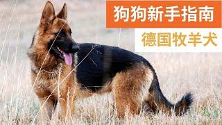 狗狗新手指南：饲养德国牧羊犬的完整指南