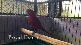 Red Moluccan Lorikeet