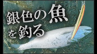 朝マズメから磯でドデカイミノーをジャークしてサクラマスを釣る