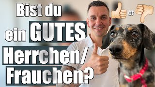 Diese 5 Eigenschaften MUSST du haben als Hundebesitzer