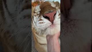 Tiger Attack You Should Never Watch, Animal Attack #shorts #wildlife #travel #animals #attack