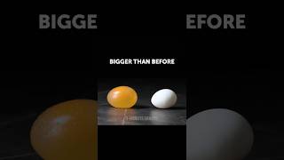 egg size increase 😱 @5MinuteCraftsYouTube  #shorts #bottle #hacks #viral #facts #trending #lifehacks