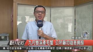 1050823觀天下新聞HD04 九月雙溪產毛蟹 公所籲勿隨意捕撈