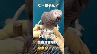 ヨウムは今日も独り言🌈『ソ♪』の歌声が気になります❣️ #Shorts