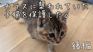 【後編】子猫を救出！カラスに襲われていた子猫を保護しました。#ねこのいる生活 #ねこ好き #ねこ動画