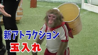 新アトラクション「玉入れ」初公開！可愛いお猿さんと玉入れ勝負です！