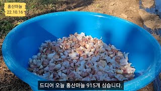 홍산마늘 심을때 저는 이것으로 토양살충제를 대신합니다.