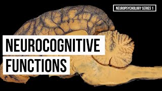 Overview of Neurocognitive Functions (Series 1)