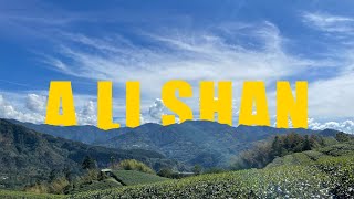 ＶＬＯＧ｜Staying in Alishan's Healing Forest: Sunrise from Bed, Tea Plantation Stroll, \u0026 a Lazy Day!