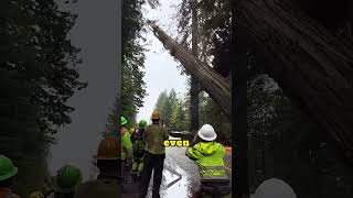 Officers Say Goodbye to the Thousand-Year-Old Tree for Highway Safety