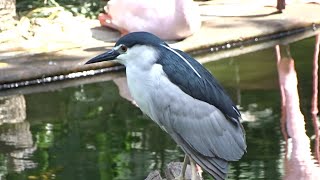 九龍公園 觀鳥