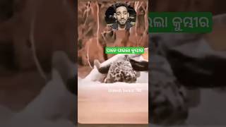 ମଣିଷ ଖିଆ କୁମ୍ଭୀର ଏବେ ବାଘ ପେଟରେ / #ytshort #shortvideo #shorts  #trend #viral #crocodile  #trending