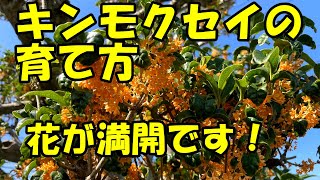 キンモクセイの育て方