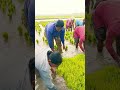 krgsrinivas shots agriculture subscribe farming