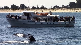 7.20.14 Lunge Feeding Humpback Whales, #Monterey