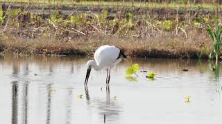 コウノトリがビオトープ で小魚を捕食（１）