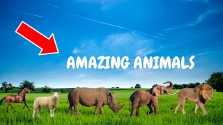 Cute little animals - Dog, cat, chicken, elephant, cow, turtle - Animal Sounds