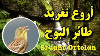 أروع تغريد طائر البوحBruant Ortolan