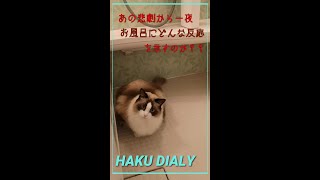 お風呂から落ちた猫が懲りずに翌日もやってきた！#Shorts