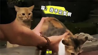 【笑亿天】给残缺的猫介绍对象