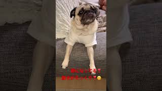 MACAちゃんモノマネしまーす❣️#pug#dog#犬#パグ#多頭飼い