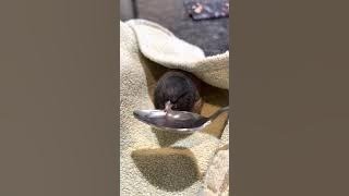 Helping Injured Wild Bird