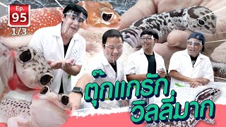 FatTailGecko ตุ๊กแกหางอ้วน - เพื่อนรักสัตว์เอ้ย EP.95 [1/3]