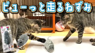 保護猫たちとダイソーの猫用おもちゃで遊んでみた！【保護猫】