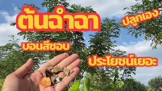 ต้นฉำฉา ต้นก้ามปู ต้นจามจุรี ปลูกแบบนี้เป็น เศรษฐีง่ายๆ