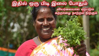 ஒரு பிடி இலை போதும் உடலில் வரும் கற்றாழை நாற்றம் நீங்கும் | Natural Skin Care Tips