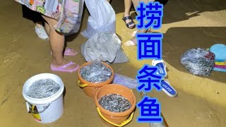 日照海邊麵條魚泛濫，撈了一百多斤，往外拿都愁人#趕海