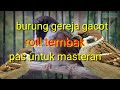 Burung gereja gacor. Roll tembak pas untuk masteran