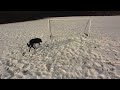 ethan the dog goalkeeper penalty kick original