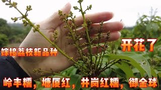 廣東十大荔枝新品種，嫁接24個月後，大部分陸續開花了，露白了 The top ten new varieties of lychees bloomed 24 months after grafting