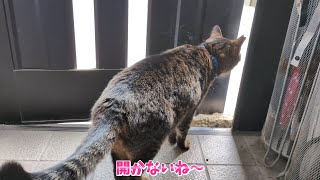 【衝撃】ドアを開けてほしくて、開かないね～としゃべる猫さんに驚きました！！